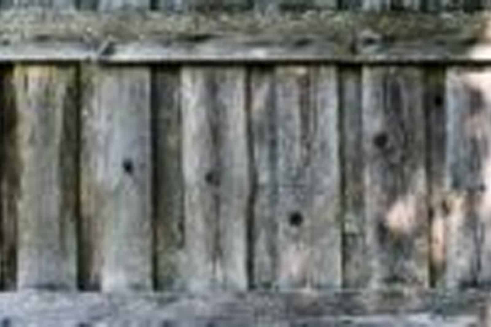 How To Get Rid of Cedar Moss