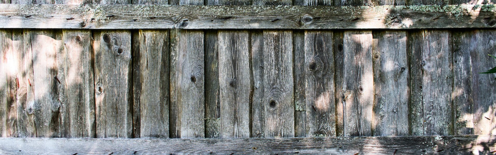 moss growing on cedar fence